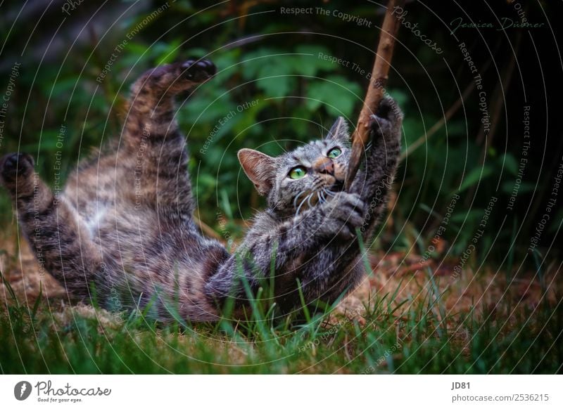 small wildcat Animal Pet Wild animal Cat 1 To hold on Playing Romp Aggression Jump Movement Stick Garden Colour photo Exterior shot Deserted Copy Space right