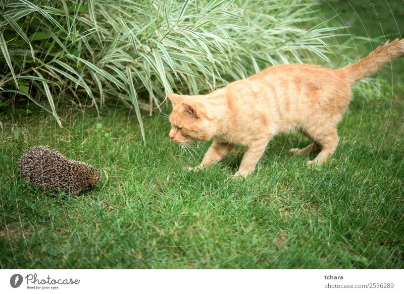 Orange cat and hedgehog Garden Friendship Art Nature Animal Autumn Grass Moss Leaf Forest Cat Sleep Small Natural Cute Thorny Wild Brown Gray Green Protection