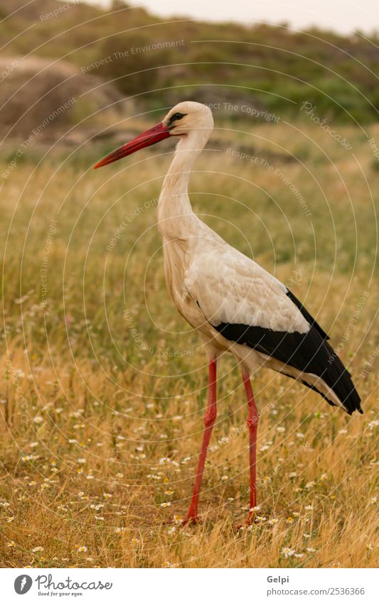 Elegant white stork walking Beautiful Freedom Couple Adults Nature Animal Wind Flower Grass Bird Flying Long Wild Blue Green Red Black White Colour Attachment