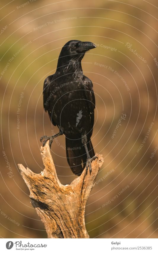 Brigh black plumage of a crow Nature Animal Park Dead animal Bird Observe Flying Stand Dark Bright Wild Black Crow raven wildlife Beak avian Feather claw field