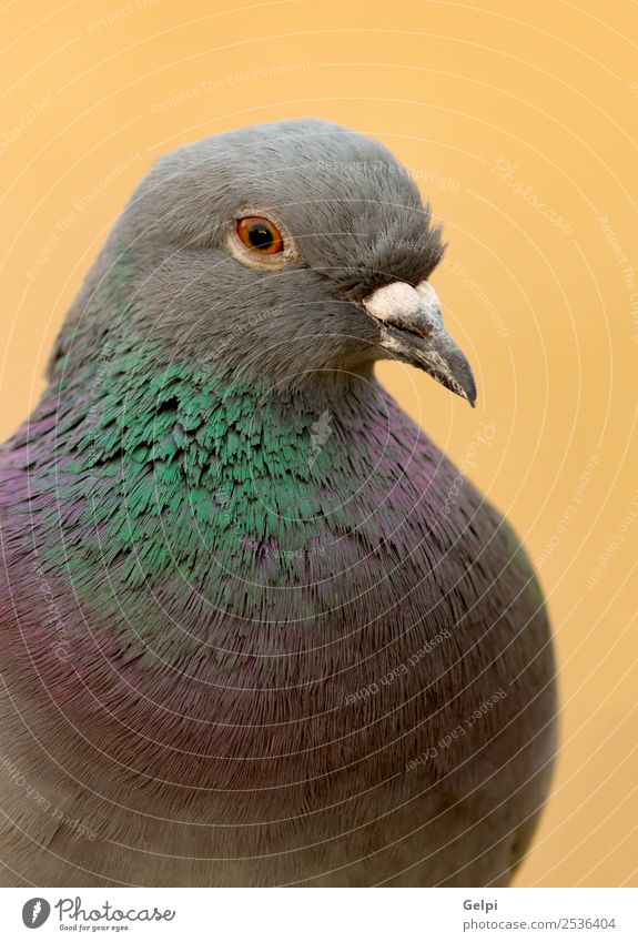 Portrait of a wild dove Design Beautiful Body Life Freedom Winter Nature Animal Town Bird Pigeon Wild Gray Green Colour Peace messenger wildlife head wing