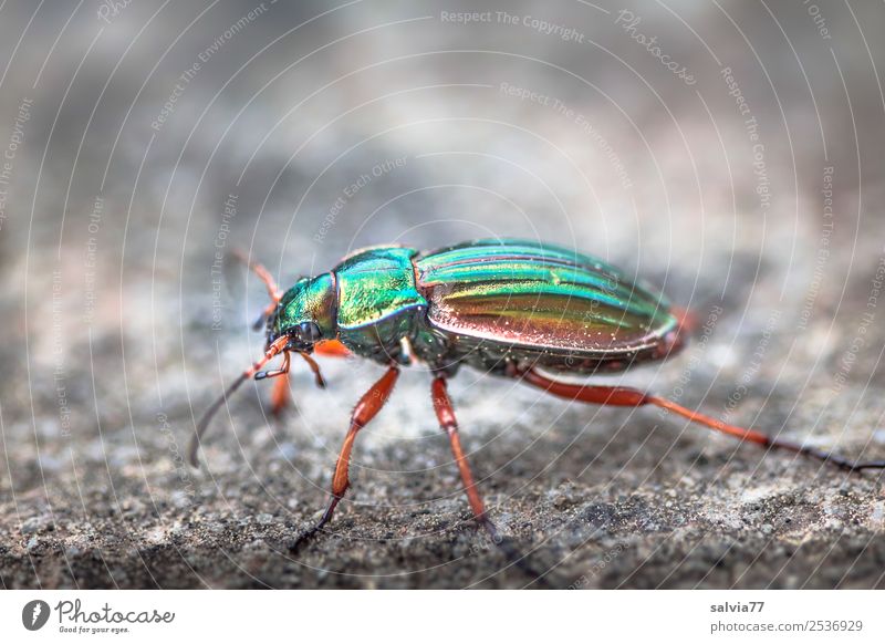 shiny runner Nature Earth Animal Beetle Insect ground beetle 1 Stone Movement Crawl Glittering Speed Athletic Colour Mobility Dazzling Thief Contrast