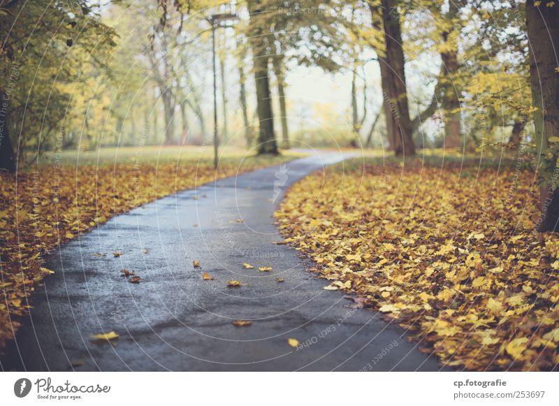 autumn trail Asphalt Lanes & trails Footpath Tree Leaf Autumn Park Street lighting Lighting