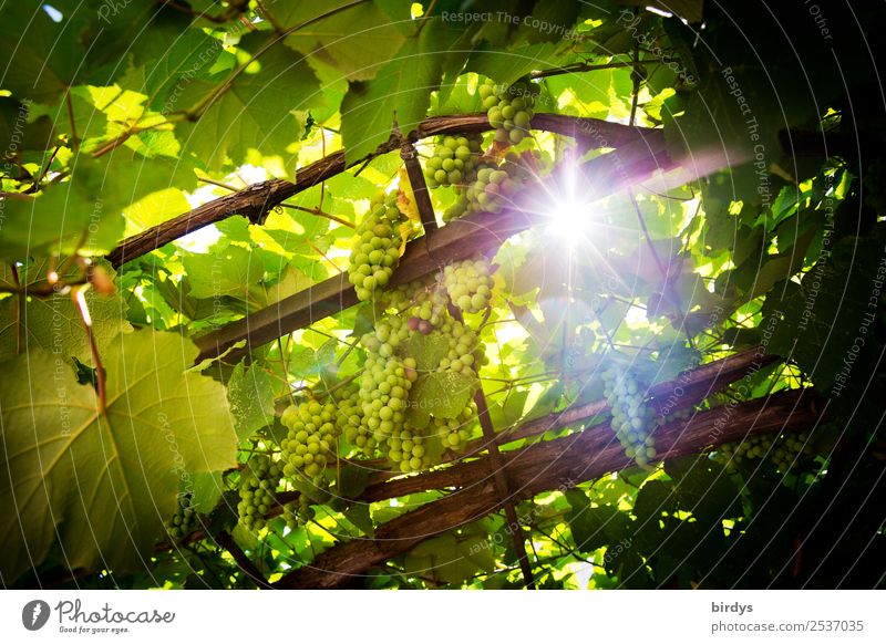 The sun, the wine Fruit Bunch of grapes Nutrition Agriculture Forestry Sun Sunlight Summer Beautiful weather Agricultural crop Vine Glittering Illuminate Growth