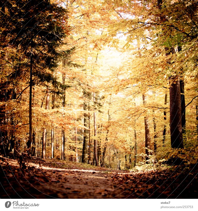 door picture Autumn Forest Lanes & trails Brown Yellow Gold Calm Change Beech wood Leaf Colour photo Subdued colour Exterior shot Deserted Sunlight