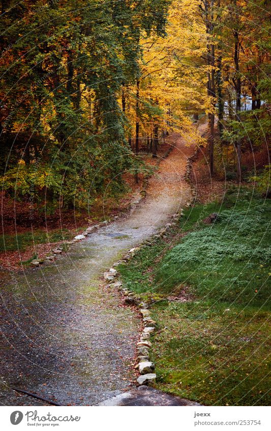 THE LAST WAY Nature Earth Autumn Tree Forest Lanes & trails Old Brown Yellow Gray Green Red Change Automn wood Curbside Colour photo Multicoloured Exterior shot