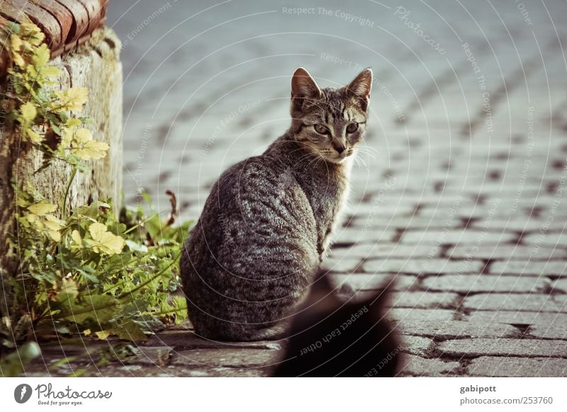 Discover the world together Small Town Street Cobblestones Wayside Animal Pet Cat 2 Pair of animals Observe Sit Wait Brash Free Together Natural Curiosity Cute