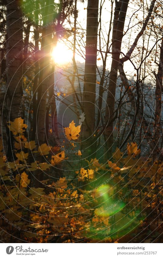 Unknown light phenomenon in front of native autumn forest Nature Sunlight Beautiful weather Plant Tree Bushes Leaf Forest Illuminate Faded To dry up Energy