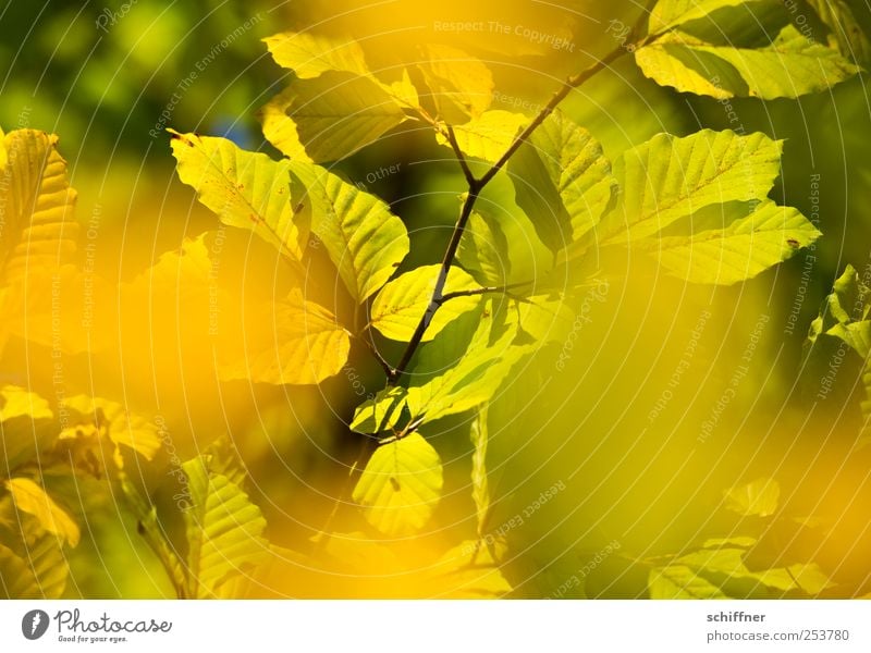 Colour frenzy I Plant Beautiful weather Tree Leaf Forest Yellow Green Leaf canopy Autumn Autumn leaves Autumnal Autumnal colours Indian Summer Branch