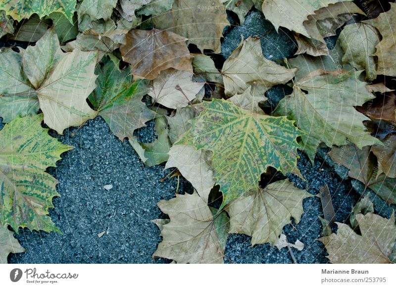 maple leaves Nature Autumn Park Brown Yellow Green Black Maple leaf Ground Leaf Autumn leaves Maple tree November Seasons Footpath leaf case Autumnal colours