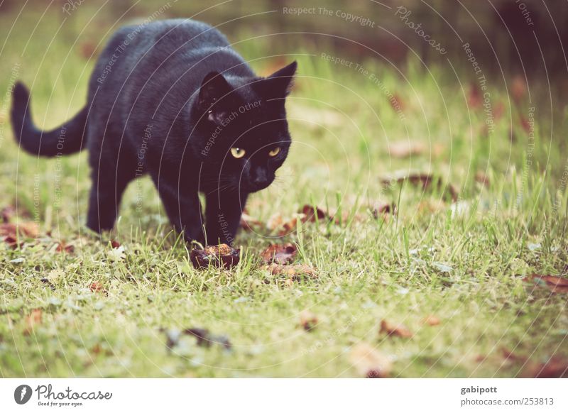 Little black cat Stock Photos, Royalty Free Little black cat