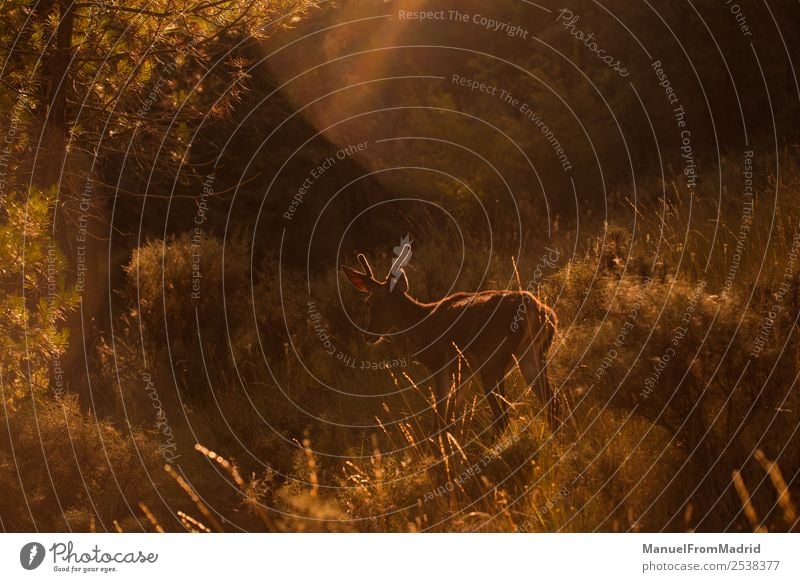 Young Cervus Dama Deer Animal background Beautiful Beauty Photography Biology Fallow deer dama doe Environment Woman Forest Fur coat Playing Green Herbivore