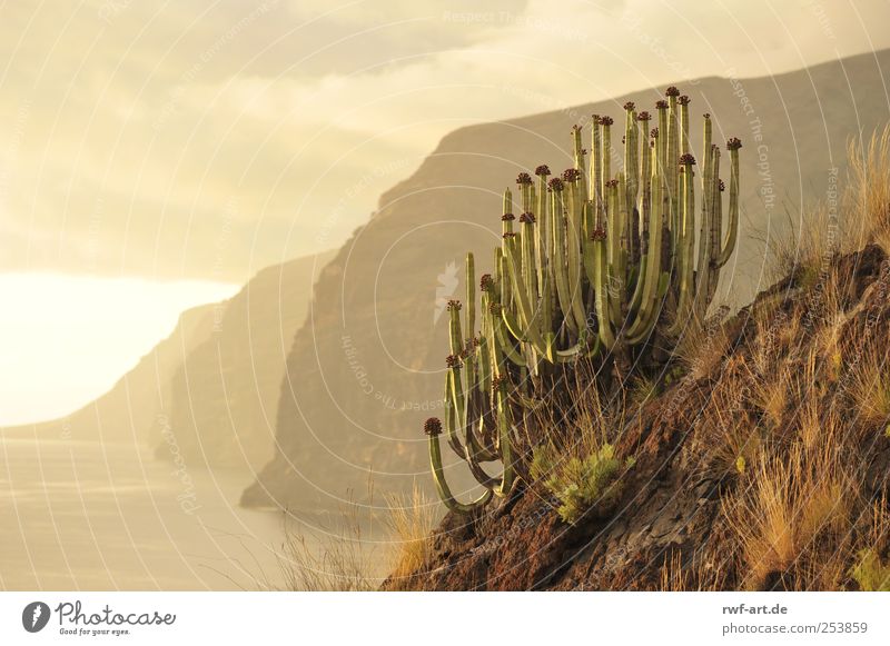 los gigantes on teneriffa Environment Nature Landscape Plant Elements Earth Air Water Sky Clouds Storm clouds Sunrise Sunset Cactus Exotic Rock Mountain Volcano