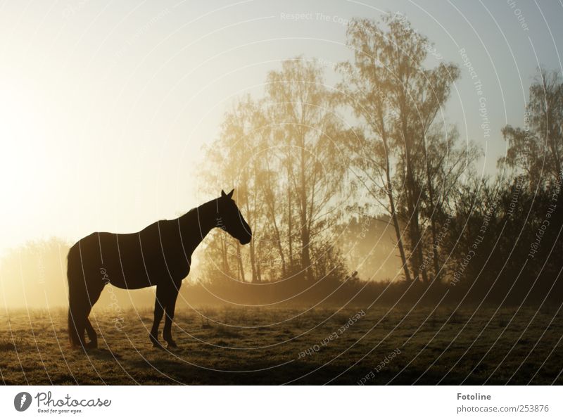 Giddap! Environment Nature Landscape Plant Animal Elements Earth Sky Cloudless sky Autumn Fog Tree Field Horse Bright Natural Colour photo Subdued colour