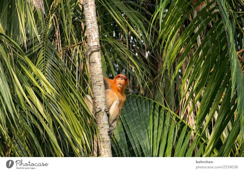 searching | FERNWEH Vacation & Travel Tourism Trip Adventure Far-off places Freedom Environment Nature Tree Leaf Palm tree Virgin forest Wild animal Animal face