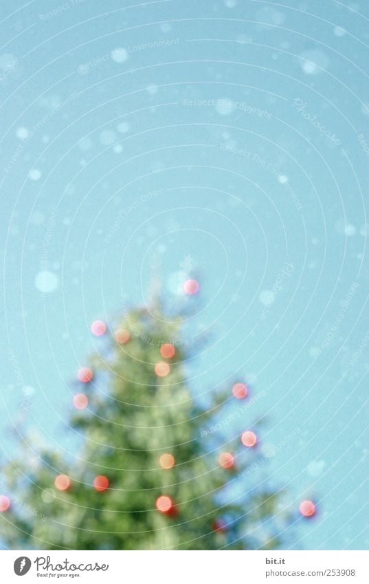 Christmas rush Environment Sky Winter Climate Ice Frost Snow Snowfall tree To fall Glittering chill Blue green Red Christmas tree Glitter Ball Snowflake