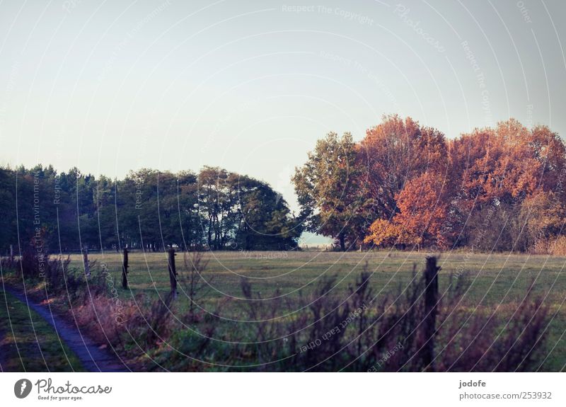 tristesse multicolore Environment Nature Landscape Cloudless sky Beautiful weather Tree Meadow Field Forest Gloomy Yellow Pasture Fence Lanes & trails Flat