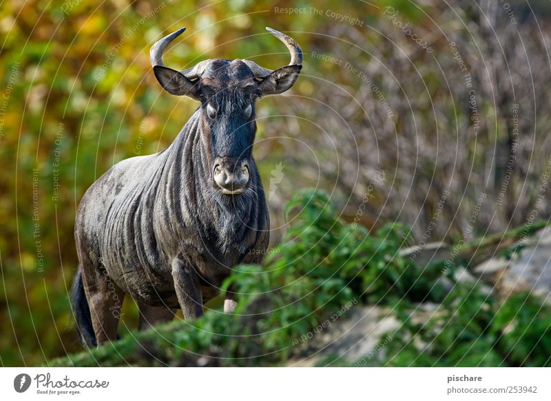 permit, steffne Nature Animal Wild animal Zoo Observe Looking Exotic Power Gnu Colour photo Exterior shot Shallow depth of field Animal portrait
