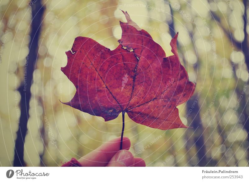 Autumn leaf. Environment Nature Plant Sky Tree Leaf Park Forest Brown To hold on Fingers Thumb Hand Cold Seasons Gold Maple leaf Autumnal Canada November Red