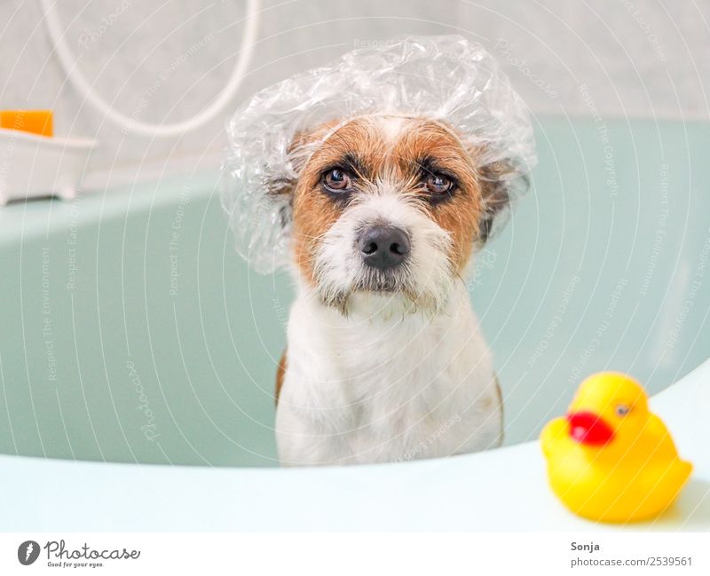 Dog Bubble Bath Royalty-Free Images, Stock Photos & Pictures