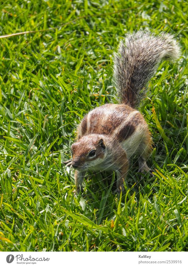 Atlas croissant Animal Wild animal Atlantoxerus getulus 1 Sit Small Natural Curiosity Cute Brown Green Nature Environment Fuerteventura Free-living Striped