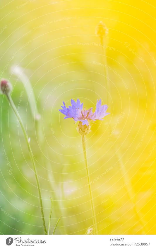 transparency Nature Plant Summer Flower Blossom Wild plant Cornflower Field Warmth Soft Blue Yellow Green Fragrance Colour Ease Transparent Pastel tone