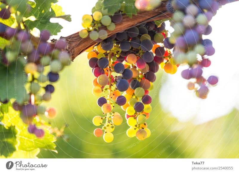 Grapes 2 Summer Environment Nature Plant Esthetic Wine Bunch of grapes Alcoholic drinks Vine tendril Colour photo Exterior shot Deserted