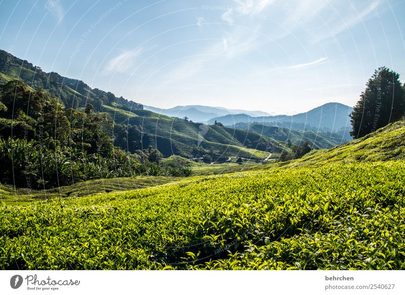 soul warmer Malaya cameron highlands Tea Tea plants Virgin forest rainforest Far-off places Wanderlust travel Vacation & Travel Tea plantation wide Landscape