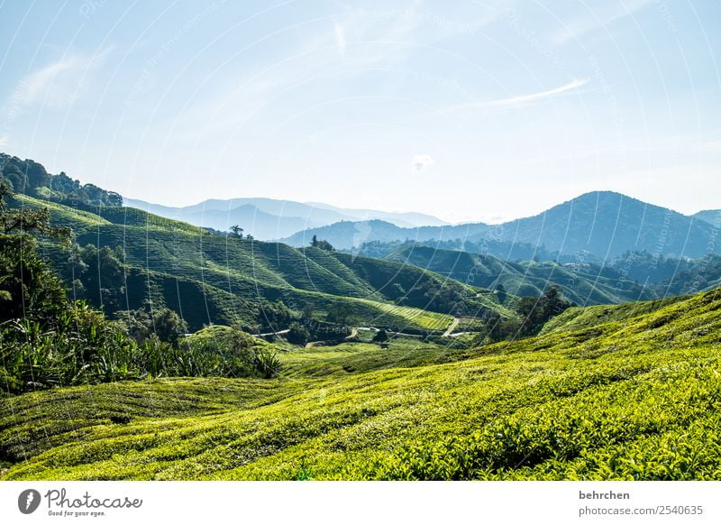 tea break Vacation & Travel Tourism Trip Adventure Far-off places Freedom Nature Landscape Sky Clouds Plant Tree Bushes Leaf Agricultural crop Tea plants