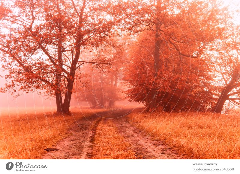 Autumn foggy dirt road. Colorful misty fall rural morning Beautiful Environment Nature Landscape Earth Sunrise Sunset Beautiful weather Fog Tree Grass Bushes