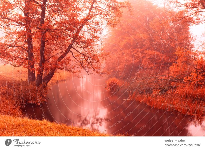 Fall colors on autumn foggy river. Alden trees Beautiful Nature Landscape Plant Elements Sand Air Water Drops of water Sunrise Sunset Autumn Beautiful weather