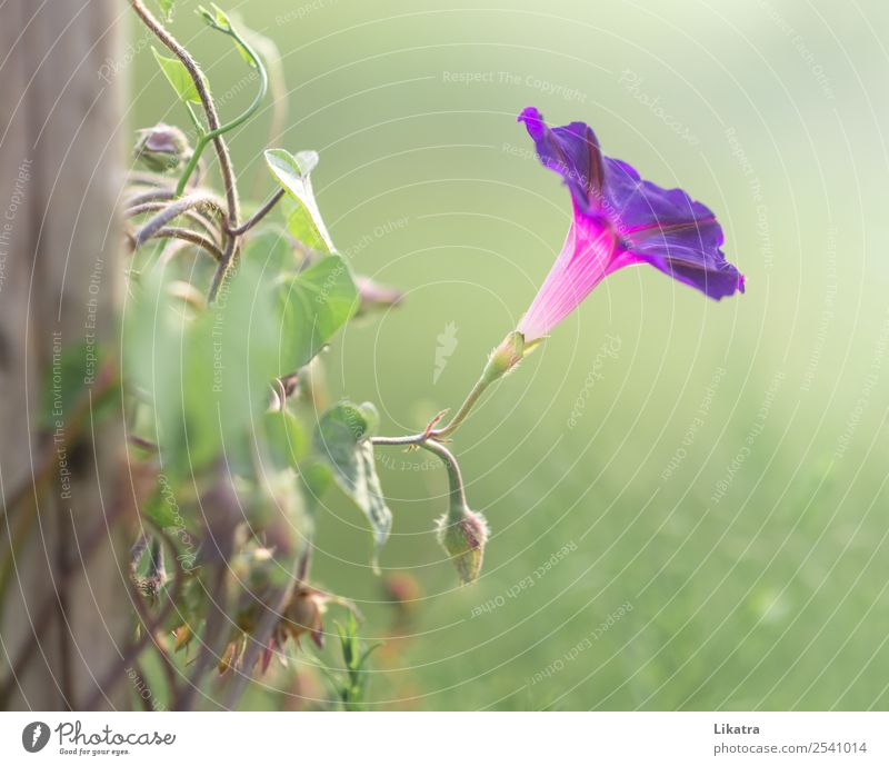 garden dream Summer Garden Nature Plant Beautiful weather Flower Blossom Creeper Common morning glory Blossoming Green Violet Pink Power Uniqueness Dawn