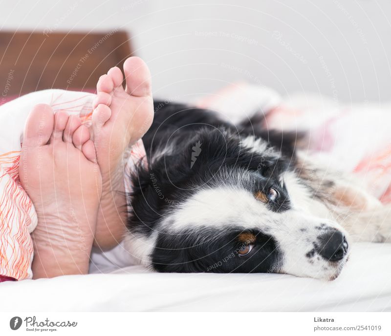 Dog in bed Well-being Calm Living or residing Flat (apartment) Bed Bedroom Human being Masculine Man Adults Feet 1 Pet Animal Relaxation To enjoy Lie Sleep