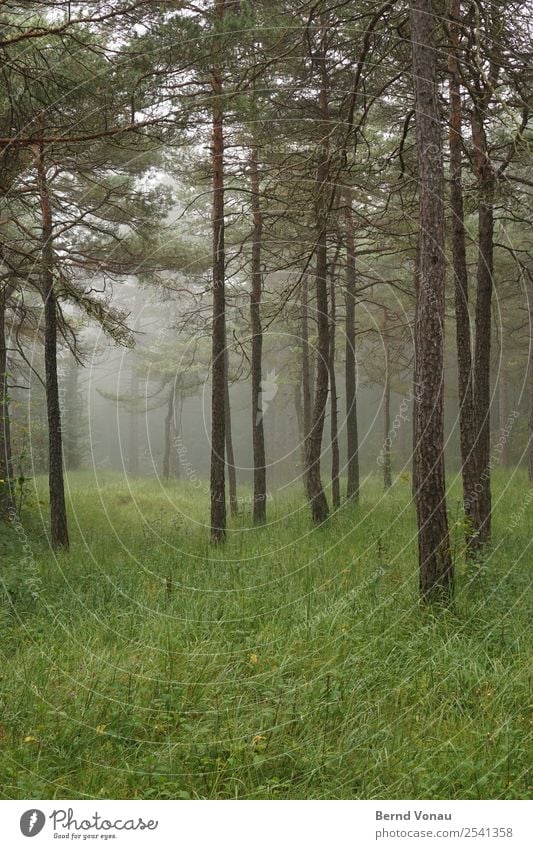 Foggy trees in the forest and cold Environment Nature Landscape Autumn Tree Forest Moody Calm Authentic Green Grass Pine Tall Isolated Idyll Deep Perspective