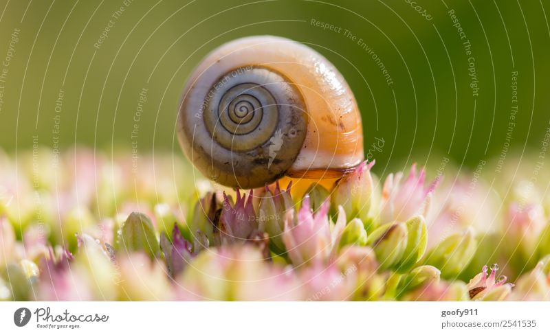Beautiful cottage Trip Environment Nature Spring Summer Beautiful weather Plant Flower Blossom Garden Park Meadow Animal Wild animal Snail Snail shell 1 Observe