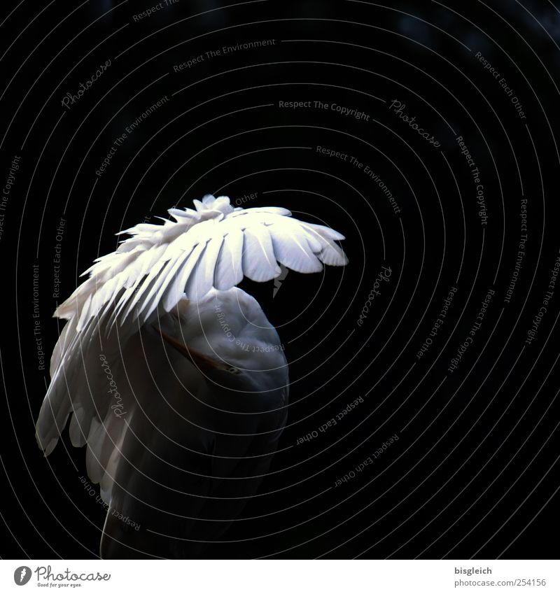 wing shadow Animal Bird Wing Feather Beak 1 Black White Elegant Protection Shadow Angel Colour photo Subdued colour Exterior shot Deserted Copy Space right