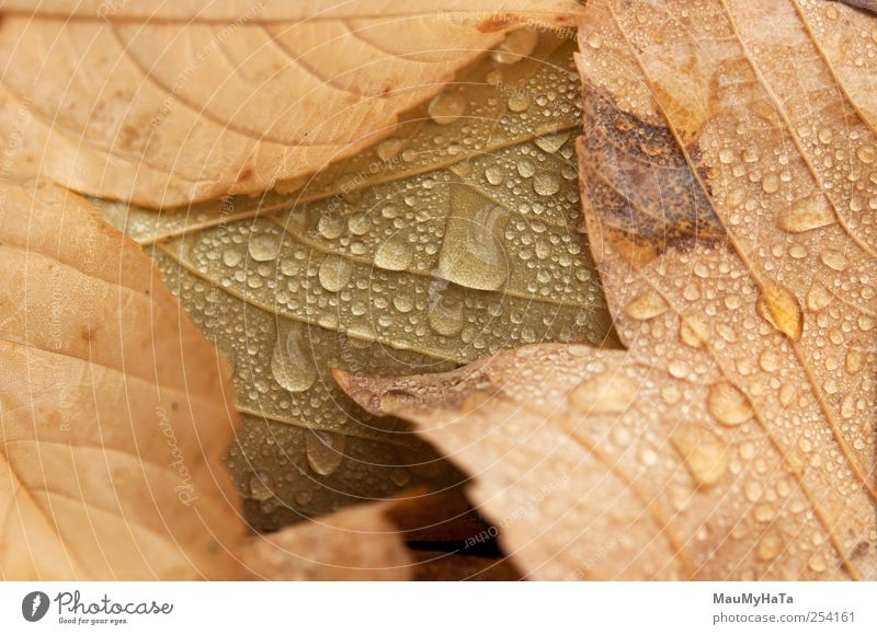 Drops of leaves Nature Plant Elements Water Drops of water Clouds Autumn Climate Bad weather Rain Tree Leaf Wild plant Garden Park Adventure Elegant Relaxation