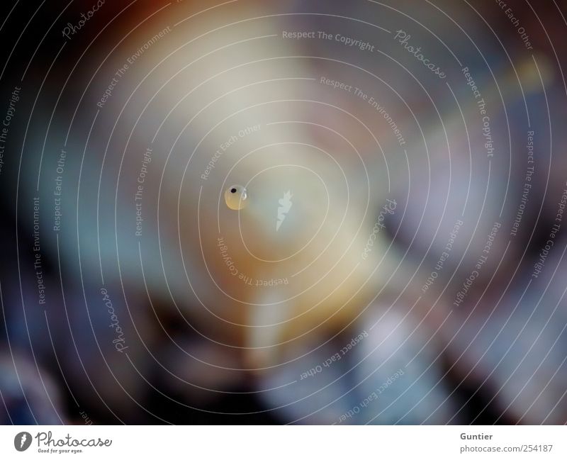 What are you looking at? Animal Wild animal Snail 1 Blue Brown Yellow Violet Black Eyes Curiosity Point Diminutive Observe Discover Vineyard snail Colour photo