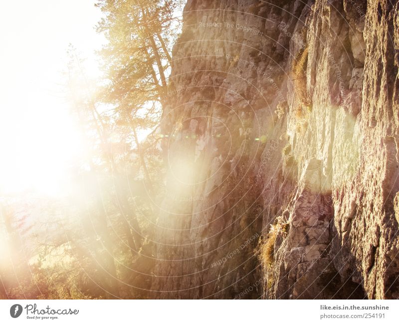 Golden Autumn Calm Nature Landscape Beautiful weather Tree Grass Bushes Rock Alps Mountain Glittering Illuminate Natural Wall of rock Hiking Colour photo