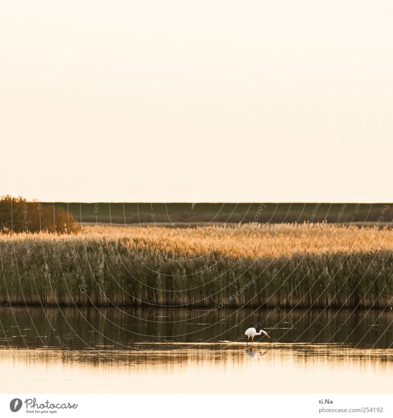 Great White Egret Environment Nature Landscape Plant Animal Water Autumn Beautiful weather Bushes reed grass Coast Lakeside North Sea coast storage cookie