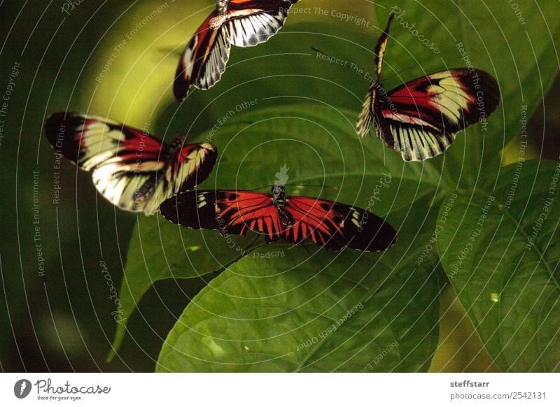 Mating dance of several Piano key butterfly Heliconius melpomene Garden Dance Nature Animal Plant Leaf Wild animal Butterfly Wing 4 Green Red Black White