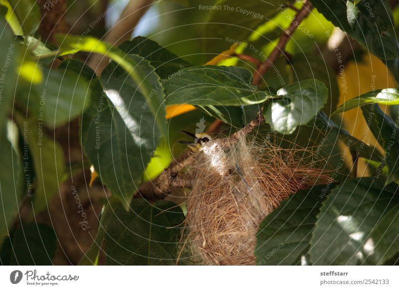 Nesting Japanese white-eyes Zosterops japonicas Nature Tree Leaf Animal Wild animal Bird Wing 1 Nest-building Japanese white eyes bird Wild bird Feather