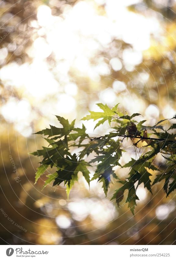 Autumn light. Environment Nature Plant Esthetic Contentment Forest Autumn leaves Autumnal Early fall Autumnal colours Autumnal weather Automn wood