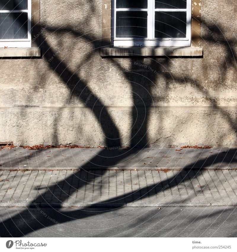 TreeHouse (Reprise) | ChamanSülz House (Residential Structure) Environment Wall (barrier) Wall (building) Facade Window Stress Chaos Surprise Apartment Building