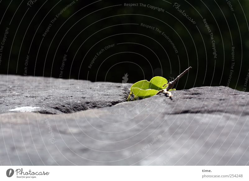 grappling hook Stone Wall (barrier) Sandstone Vine Environment Plant Effort Growth settle Climbing Tendril staples Column Seam Surface Sunlight Green Gray Black