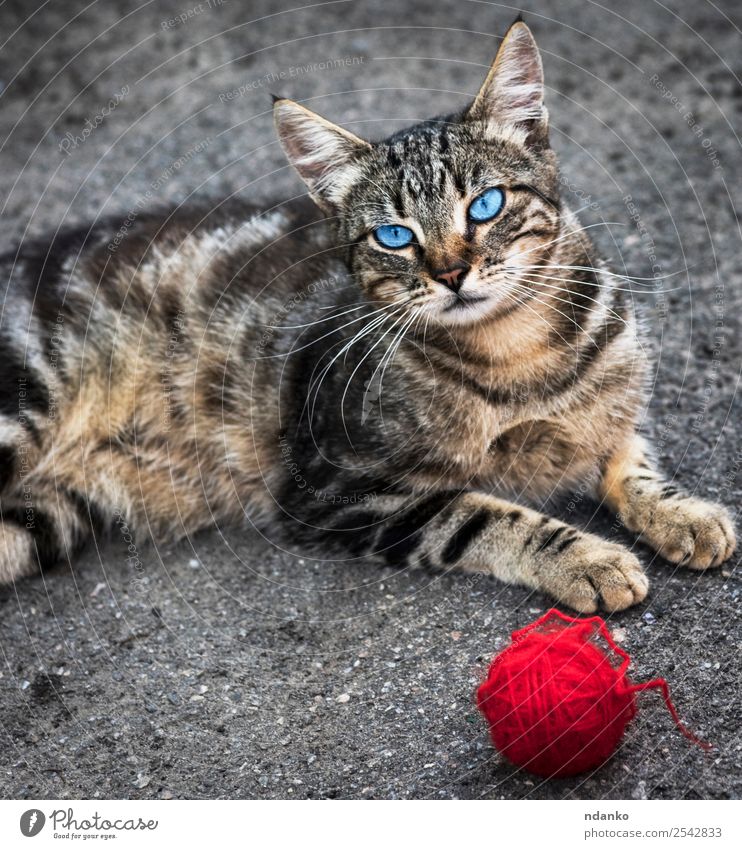 gray striped street cat Summer Animal Pet Cat 1 Looking Playing Cute Blue Gray Red Joy tabby Domestic running Kitten young eye Mammal Striped ball Colour photo
