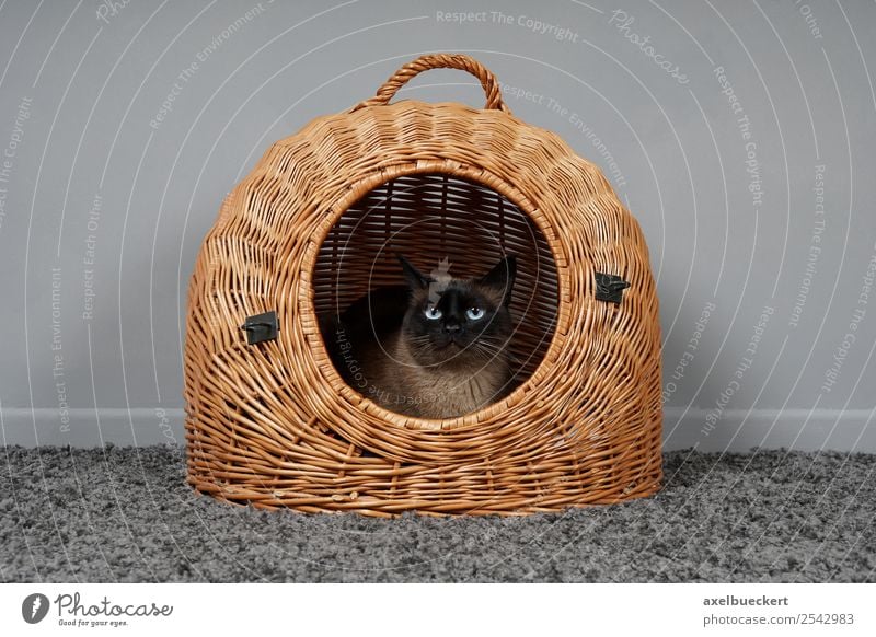 Cat in basket Lifestyle Living or residing Flat (apartment) Furniture Bed Room Living room Animal Pet 1 Safety (feeling of) Siamese cat Domestic cat cat basket