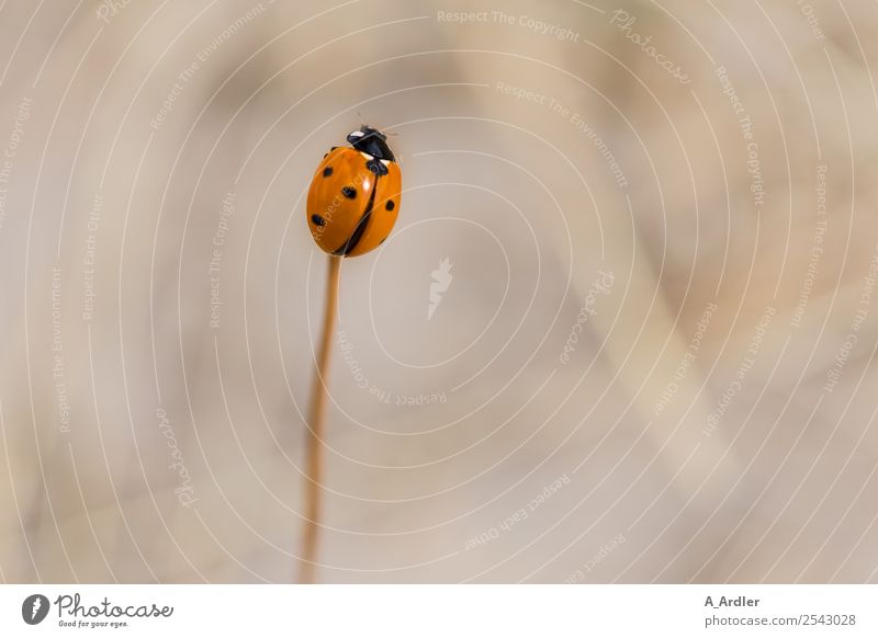 ladybugs Nature Garden Animal Beetle 1 Small Brown Red Black Love of animals ardler Blur Point Colour photo Subdued colour Exterior shot
