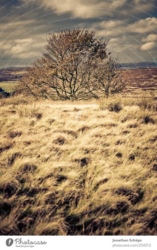Peak District IV Environment Nature Landscape Plant Sky Horizon Climate Weather Beautiful weather Wind Brown Gold Contentment Freedom Field Exterior shot Meadow