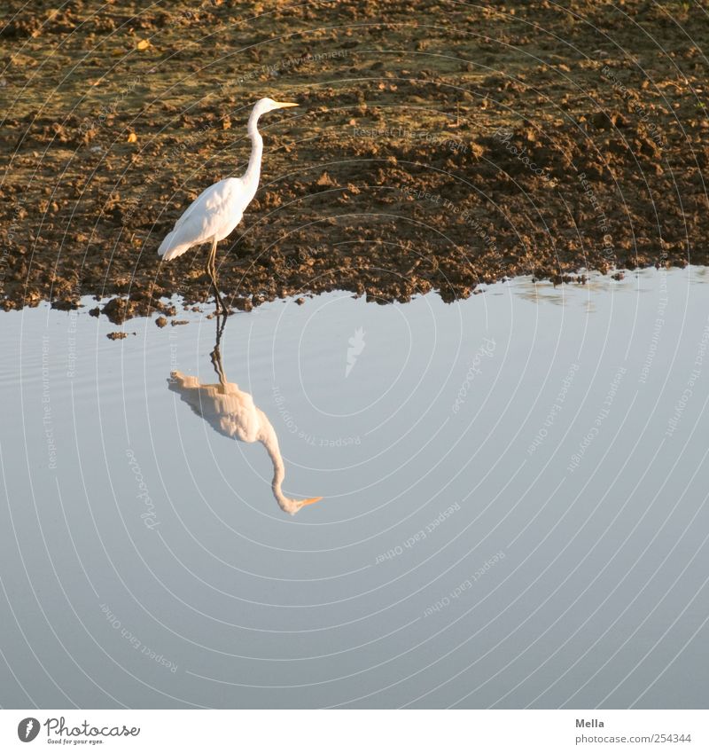 white-brown blue Environment Nature Animal Water Lakeside Pond Bird Heron Great egret 1 Going Stand Free Natural Beautiful Blue Freedom Calm Individual